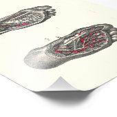 1895 Human Anatomy Print Foot Fotodruck (Ecke)