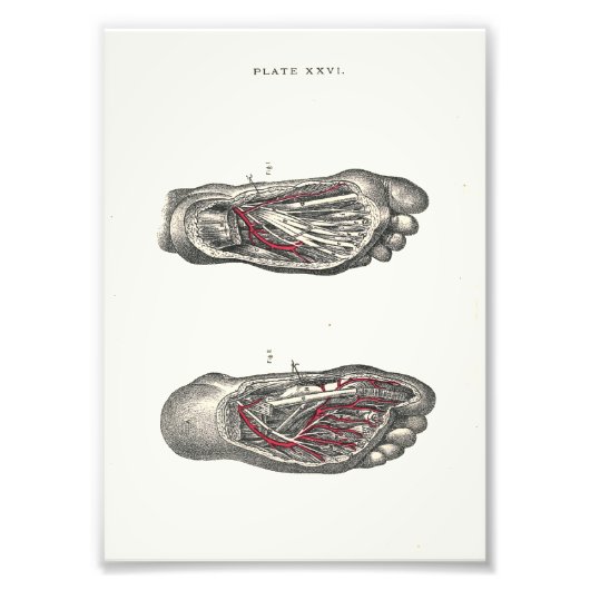 1895 Human Anatomy Print Foot Fotodruck (Vorne)