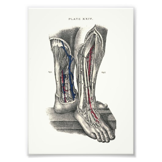 1895 Human Anatomy Print Leg Fotodruck (Vorne)