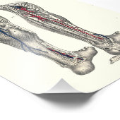 1895 Human Anatomy Print Leg Fotodruck (Ecke)