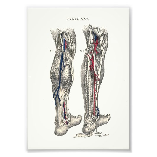 1895 Human Anatomy Print Leg Fotodruck (Vorne)