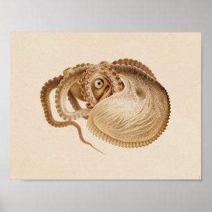 1896 Vintage Farbdruck des Oktopus Kunstwerks Poster