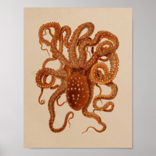 1896 Vintage Farbdruck des Oktopus Kunstwerks Poster