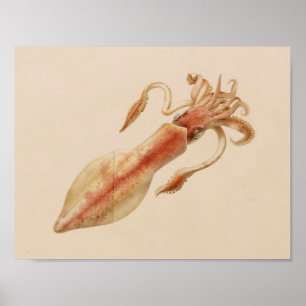 1896 Vintage Farbiger Tintenfisch Kunst Druck Poster