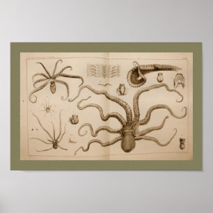 1896 Vintage Octopus Anatomie Art Print Poster