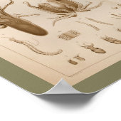 1896 Vintage Octopus Anatomie Art Print Poster (Ecke)