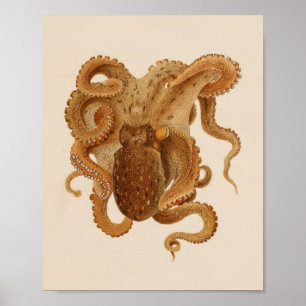 1896 Vintage Octopus-Kunstdrucke Poster