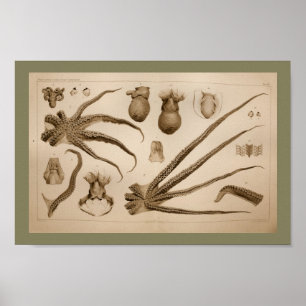 1896 Vintager Kraken-Anatomie-Kunst-Druck Poster