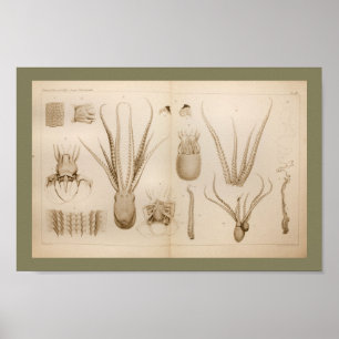 1896 Vintager Kraken-Anatomie-Kunst-Druck Poster