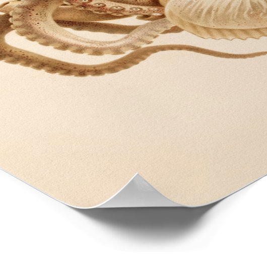 1896 Vintager Oktopus Art Print Poster (Ecke)