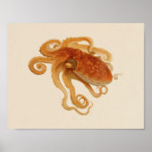 1896 Vintager Oktopus Art Print Poster (Vorne)