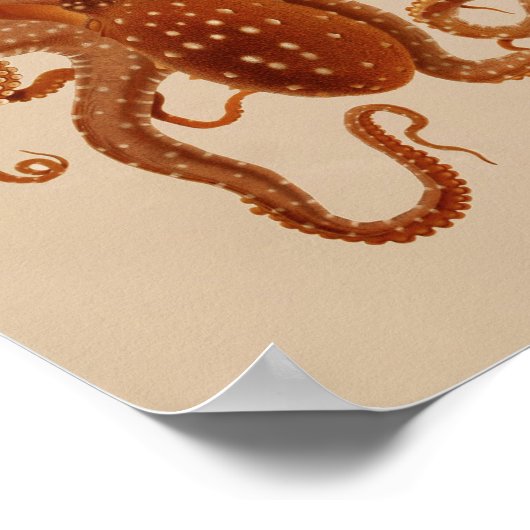 1896 Vintager Oktopus Art Print Poster (Ecke)
