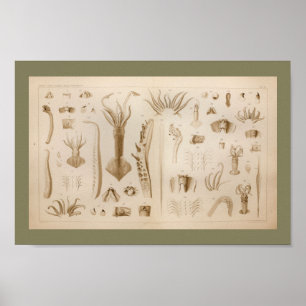 1896 Vintager Tintenfisch Anatomie Art Print Poster