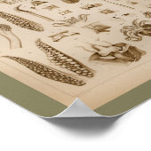 1896 Vintager Tintenfisch Octopus Anatomie Art Pri Poster (Ecke)