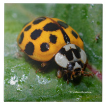 18-Gepunktete Gelbe und Schwarze Ladybug