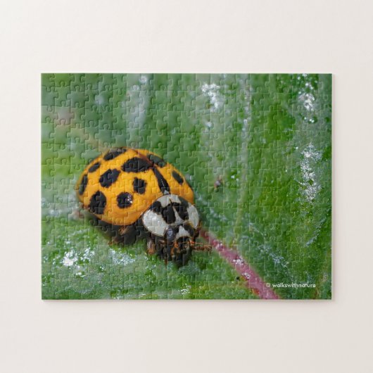 18-Gepunktete Gelbe und Schwarze Ladybug Puzzle (Horizontal)