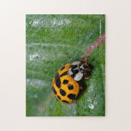 18-Gepunktete Gelbe und Schwarze Ladybug Puzzle