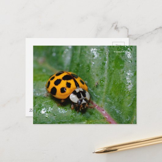 18-Gepunkteter Gelber Ladybug auf Sticky Leaf Postkarte (Vorderseite/Rückseite Beispiel)