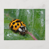 18-Gepunkteter Gelber Ladybug auf Sticky Leaf Postkarte (Vorderseite)