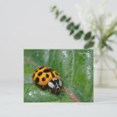18-Gepunkteter Gelber Ladybug auf Sticky Leaf Postkarte (Stehend Vorderseite)