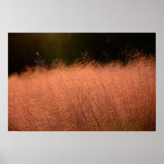 18x12 Rosa Muhly Jeju-do Südkorea Fotodruck Poster