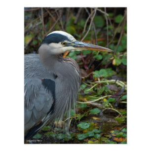 18X24 Great Blue Heron Fotodruck