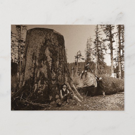 1903 Vintage Lumberjacks Magic Lantern Slide Postkarte (Vorderseite)