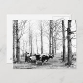 1904 Ahornzuckerlager Vermont Postkarte (Vorne/Hinten)