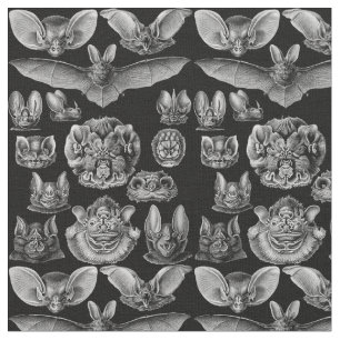 1904 Haeckel Chiroptera Stoff