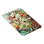 1904 Kolibris drucken Magnet (Rechte Seite)