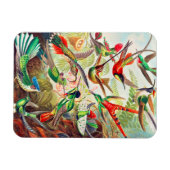 1904 Kolibris drucken Magnet (Horizontal)