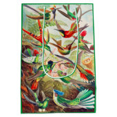 1904 Kolibris drucken Mittlere Geschenktüte (Rückseite)