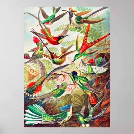 1904 Kolibris drucken Poster (Vorne)