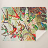1904 Kolibris drucken Sherpadecke (Vorderseite (Horizontal))