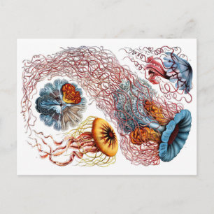 1904 Quallen Kunstformen der Natur Print Postkarte
