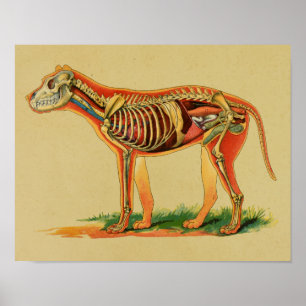 1905 Dog Canine Anatomie Vintag drucken Poster
