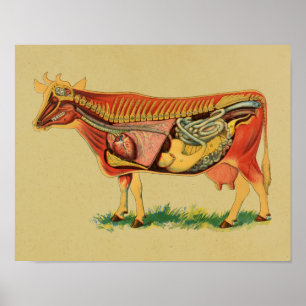 1905 Kuh Anatomie Vintage Druck Poster