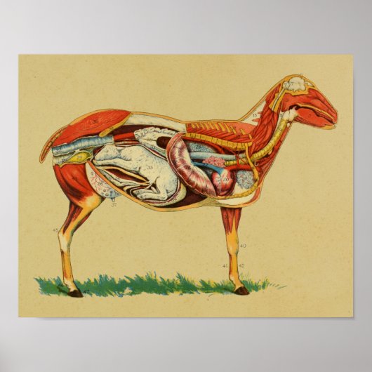 1905 Schaf Anatomie mit Lamm Vintage Druck Poster (Vorne)