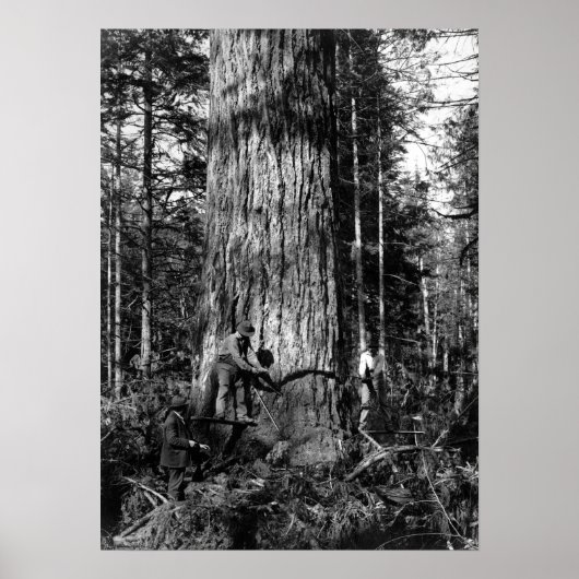 1910 STANLEY PARK CANADA LOGGERS POSTER (Vorne)