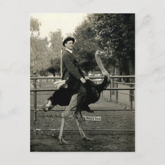 1910 Straußenreiten Postkarte (Vorderseite)