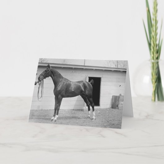 1911 Pferd anzeigen Karte (Vorderseite)