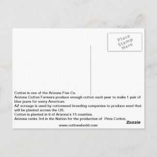 1912 Baumwolle von Arizona Fakt Postkarte