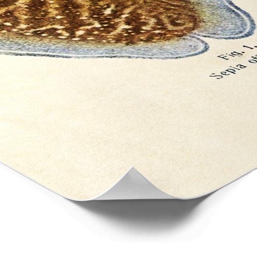 1913 Sepia und Octopus Poster (Ecke)