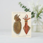 1913 Sepia und Octopus Postkarte (Stehend Vorderseite)