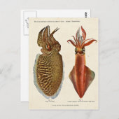 1913 Sepia und Octopus Postkarte (Vorne/Hinten)