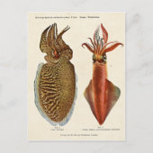 1913 Sepia und Octopus Postkarte (Vorderseite)