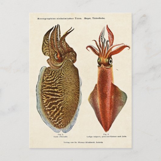 1913 Sepia und Octopus Postkarte (Vorderseite)