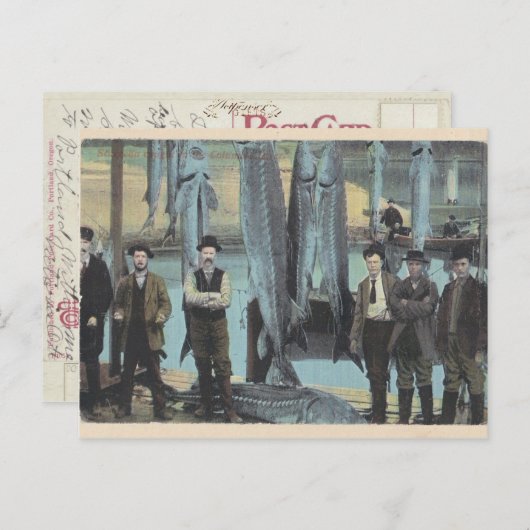 1914 Sturgeon Postcard - Sturgeon Catch Postkarte (Vorne/Hinten)
