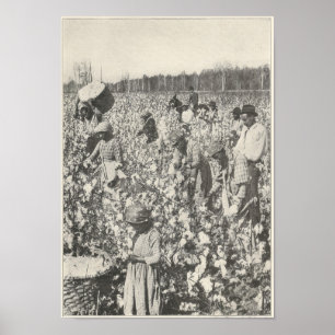 1916 Baumwolle pflücken Poster