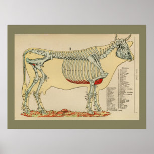 1917 Vintage Skelettanatomie-Diagramm Poster